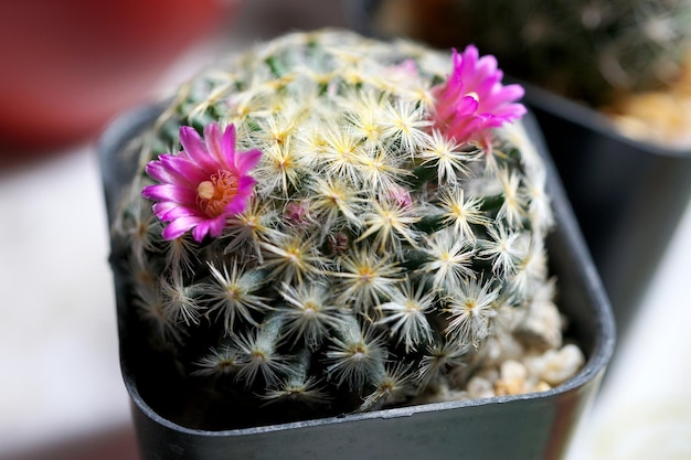 Fleur de cactus Mammillaria schiedeana en pot