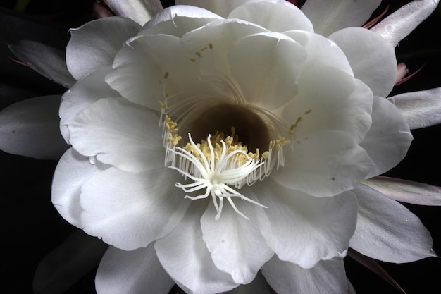 Une fleur d'un cactus de mon jardin.