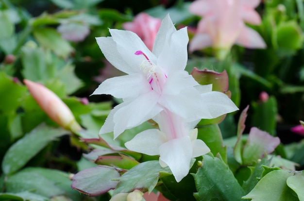 Fleur de cactus de Noël qui fleurit dans le jardin