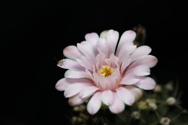 Une fleur de cactus rose en gros plan avec un fond noir