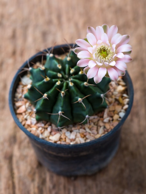 fleur de cactus sur la table en bois