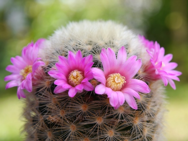 fleur de cactus