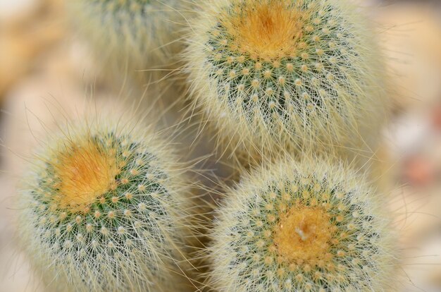 Fleur de cactus