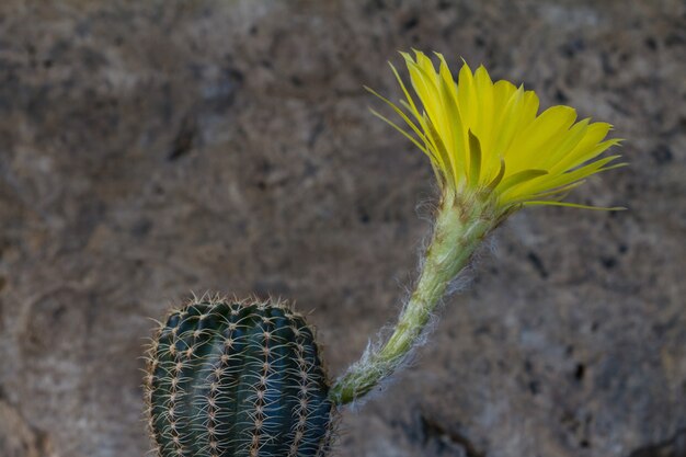 Fleur de cactus