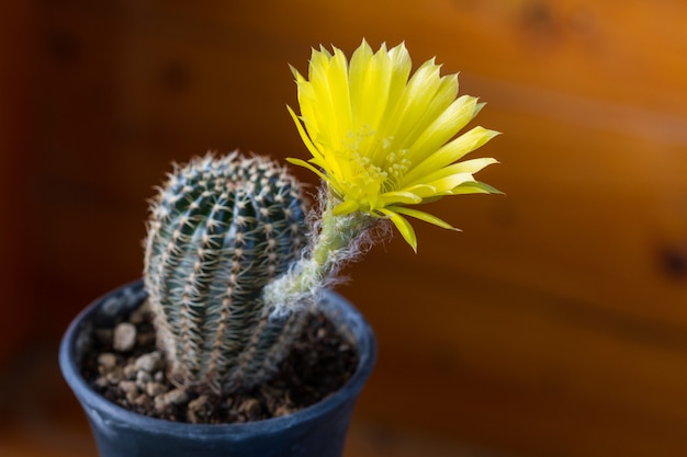 Fleur de cactus