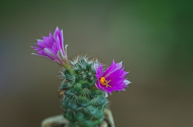 Fleur de cactus