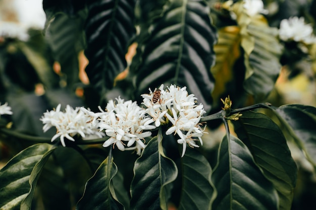 Fleur de café qui fleurit sur l'arbre