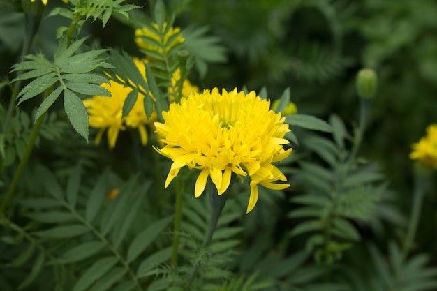 Fleur de calendula jaune