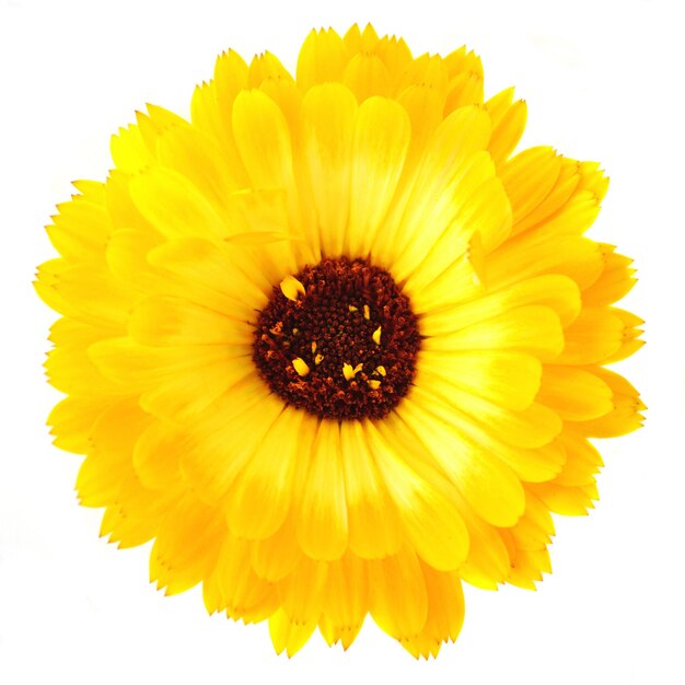 Fleur de Calendula