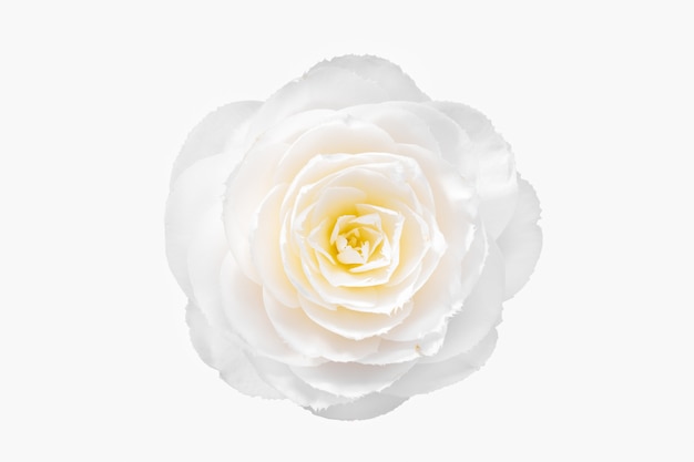 Fleur de camélia blanc isolé sur fond blanc. Camellia japonica