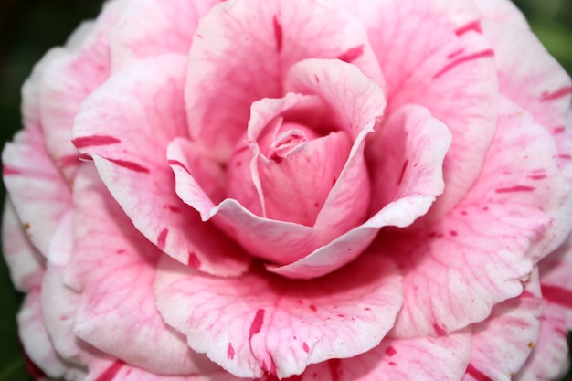 fleur de camélia rose closeup