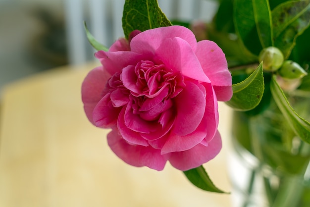 Fleur de camélia rose en pleine floraison au printemps