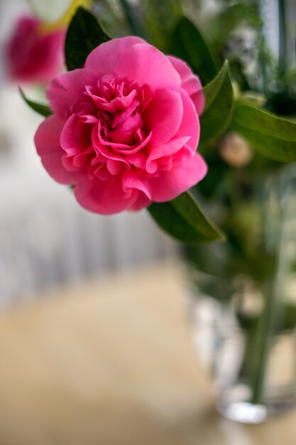 Fleur de camélia rose en pleine floraison au printemps