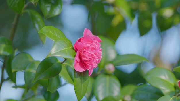 La fleur de camélia rose en pleine floraison Les camélia en pleine fleur Au milieu d'une journée ensoleillée de printemps