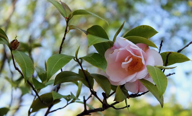 Photo fleur de camélia rose