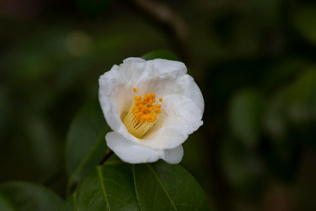 fleur de camélia vietnamienne blanche en gros plan de la fleur de camélia blanche qui fleurit dans le jardinCamellia amplexicaulis Cohen Stuart