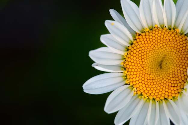 Fleur de camomille blanche sur fond noir