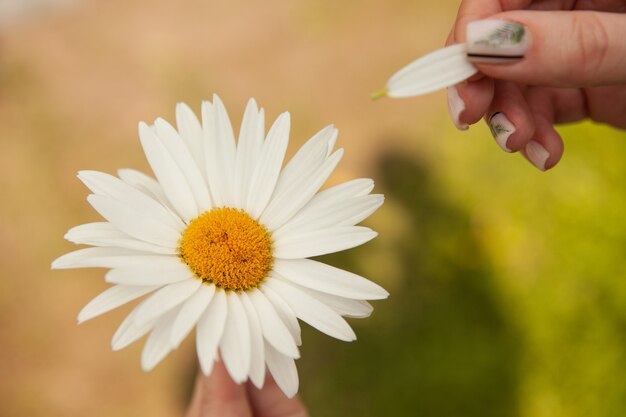 Fleur de camomille dans une main féminine