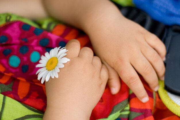 Fleur de camomille dans les mains de l'enfant