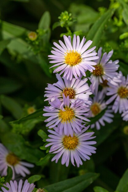 Fleur de camomille en fleurs lors d'une macro-photographie d'une journée ensoleillée d'été.