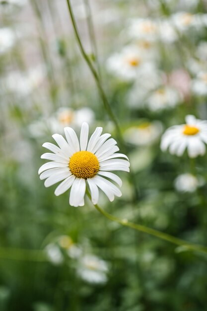 Fleur de camomille sur un fond vert naturel