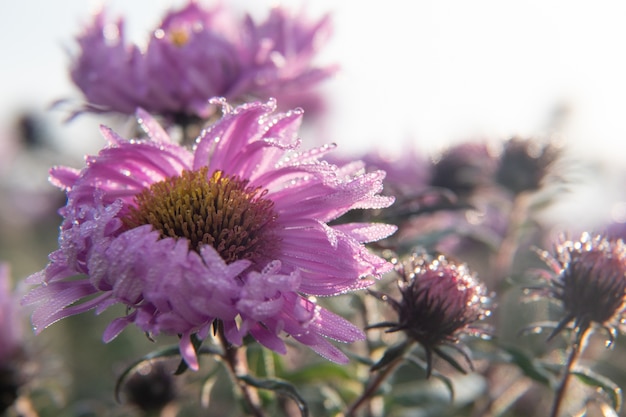 Fleur de camomille avec des gouttes de rosée dans un jardin verdoyant