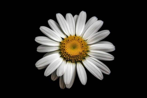 fleur de camomille ou marguerite blanche IA isolée