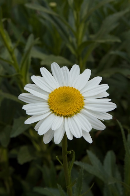 Fleur de camomille officinalis. Camomille blanche sur fond vert par une journée d'été ensoleillée