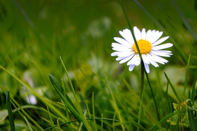 Fleur de camomille parmi l'herbe verte et les feuilles