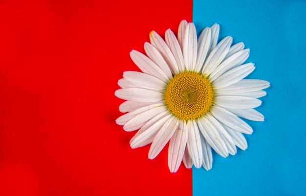 Une fleur de camomille se trouve sur le côté droit du fond coloré rouge-bleu, juste au centre de la bordure bleue et rouge