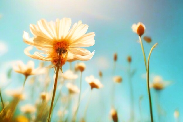 Fleur de camomille sous le ciel clair en été Papier peint Nature Arrière-plan