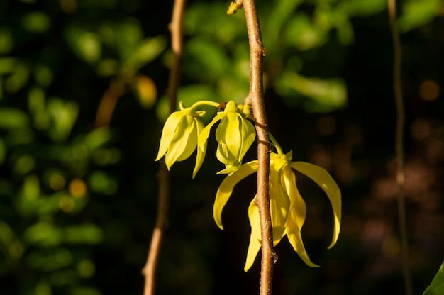 Une fleur de cananga odorata connue sous le nom de foyer sélectionné de cananga