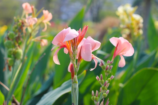 Fleur de canna géante rose dans le parc