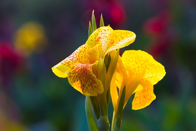 Fleur de Canna Indica ou pousse indienne dans le jardin avec un beau fond doux et agréable