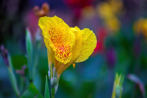 Fleur de Canna Indica