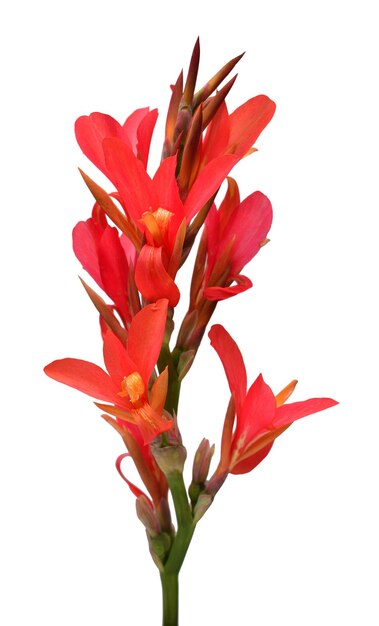 Fleur de canna rouge isolé sur fond blanc printemps été vacances de Pâques décoration de jardin aménagement paysager arrangement floristique floral