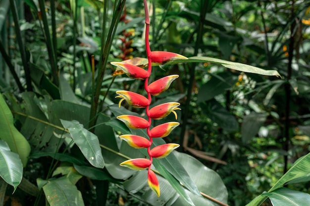 Fleur captivante d'Heliconia Rostrata mettant en valeur une beauté vibrante dans des détails complexes