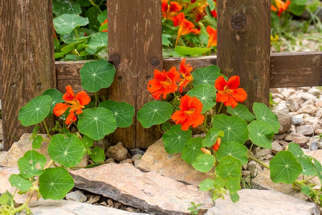 La fleur de capucine orange Tropaeolum majus est comestible et constitue un couvre-sol attrayant.