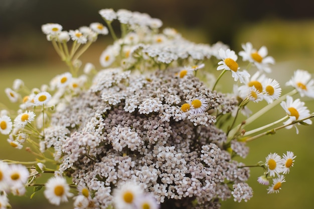 Fleur de carotte sauvage libre d'un arrière-plan nature plante ombellifère