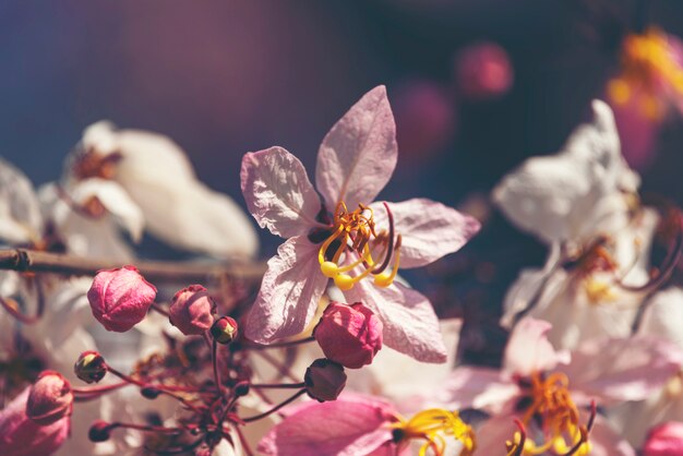 Fleur de cassia bakeriana rose avec ciel bleu, fleur rose