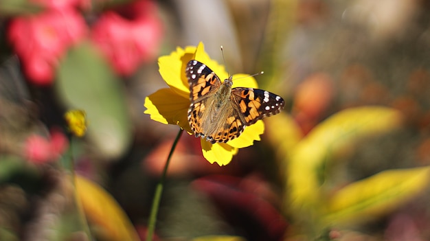 fleur de caudatus cosmos avec le papillon sur le top 4