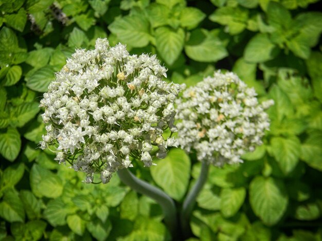 Photo la fleur de la cebolle