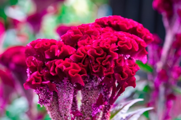 Fleur de célosie rouge dans le jardin en gros plan.