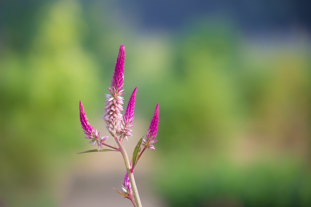 Fleur de célosie