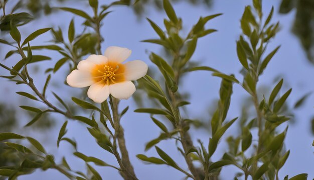 une fleur avec un centre jaune et un ciel bleu en arrière-plan