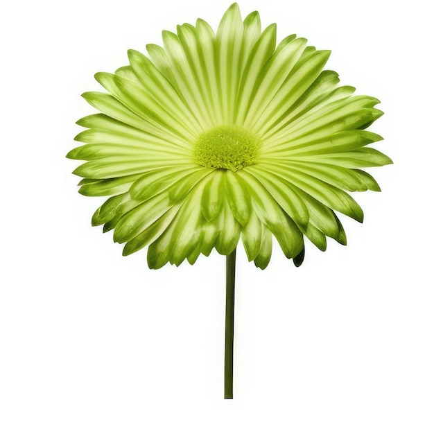 Une fleur avec un centre vert qui dit " le centre de celui-ci "