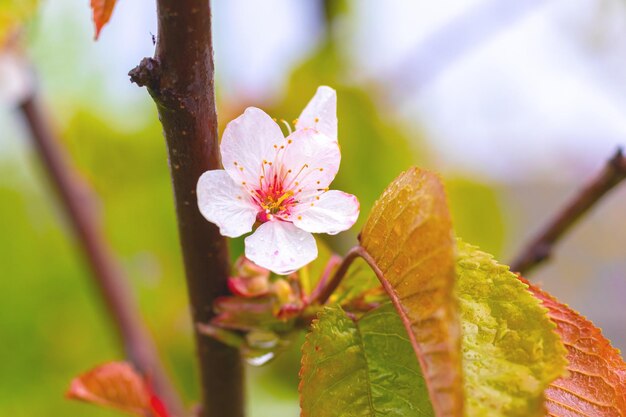 Fleur de cerise douce avec des gouttes de pluie sur l'arbre sur fond flou