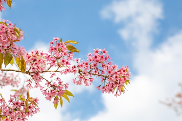 Fleur de cerise rose ou fleur de sakura