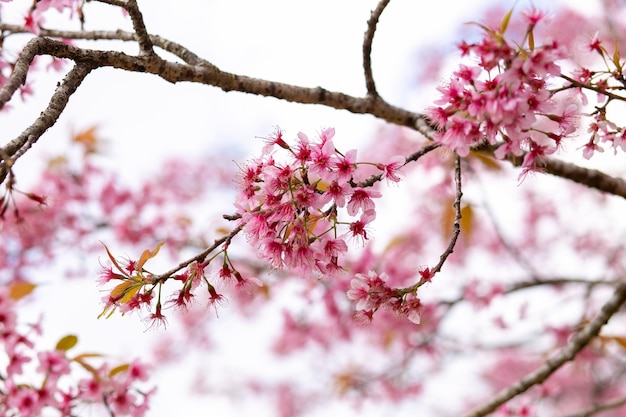 Fleur de cerise rose ou fleur de sakura