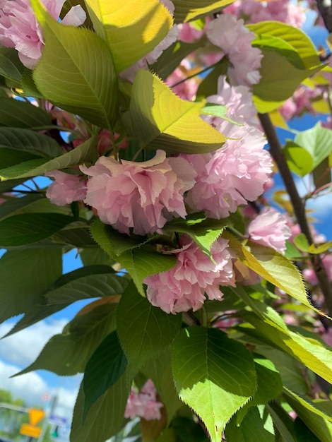 Photo fleur de cerise rose de printemps et feuilles vertes